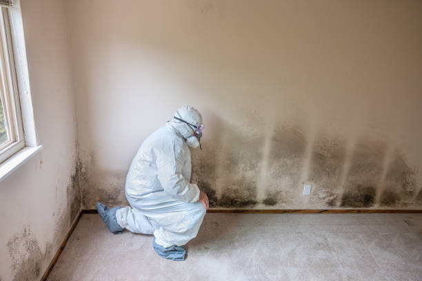 Best Mold Damage Restoration  in Westmont, CA