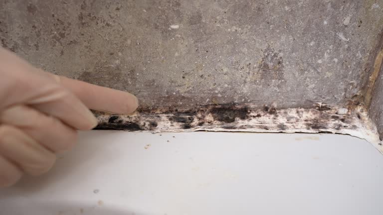 Best Mold Damage Restoration  in Westmont, CA