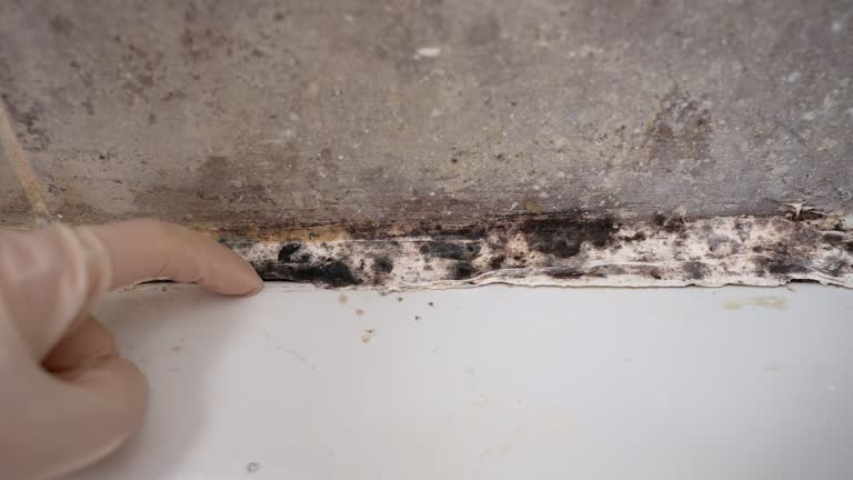 Best Forensic Mold Investigation  in Westmont, CA