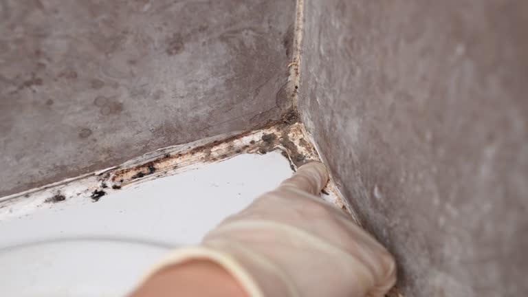 Best Residential Mold Inspection & Testing  in Westmont, CA
