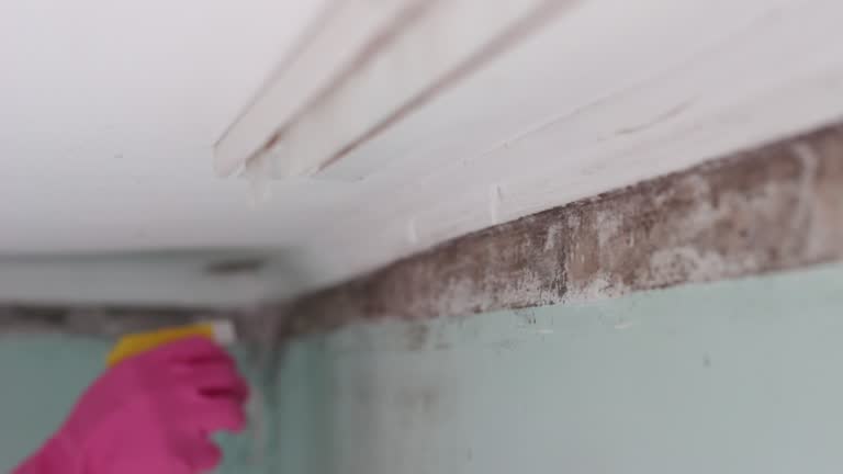 Best Commercial Mold Inspection  in Westmont, CA